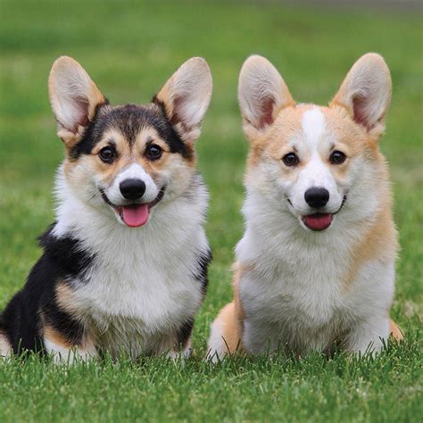 Most of the time a litter is sold by the time they are born so get please spay or neuter your corgi.pet puppies are sold with limited registration. Corgi Puppies 126 - meowlogy