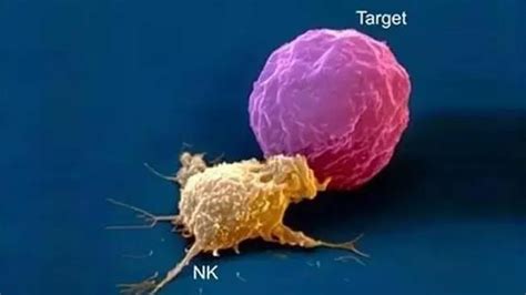 Nk细胞的三大抗癌功能 知乎