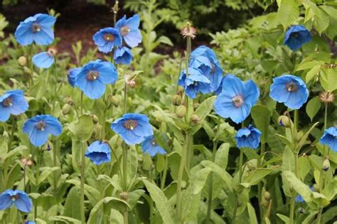 Fleurs Bleues 10 Vivaces Quil Faut Avoir Dans Son Jardin Notre