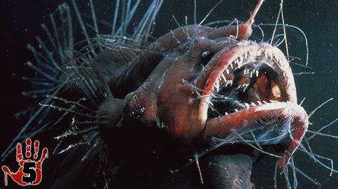Top Scariest Deep Sea Creatures Youtube