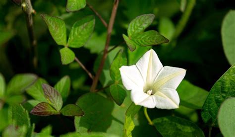 Moon Flower How To Grow Care And Maintain