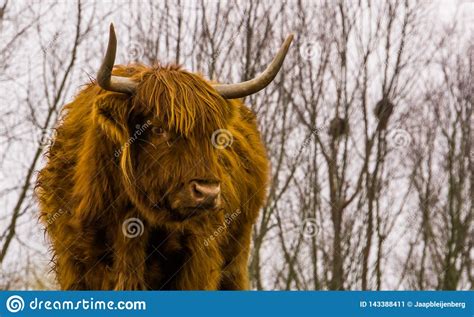 Closeup Of The Face Of A Highland Cattle Scottish Cow Popular