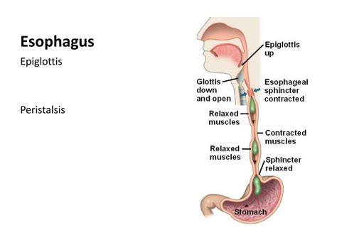 Ppt Digestive System Powerpoint Presentation Free Download Id2406408