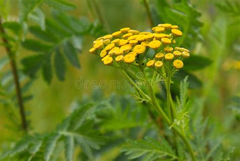 Yellow Tansy Flowers Common Tansy Plant Bitter Button Cow Bitter