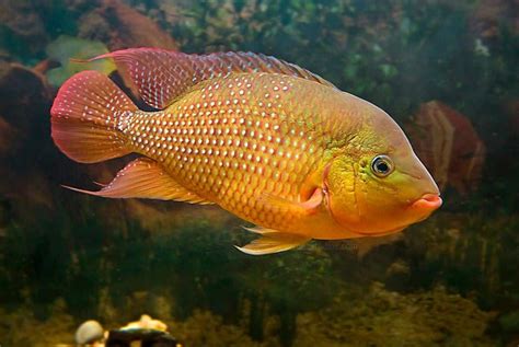 Red Terror Cichlid Amphilophus Festae Ultimate Care Guide Fish