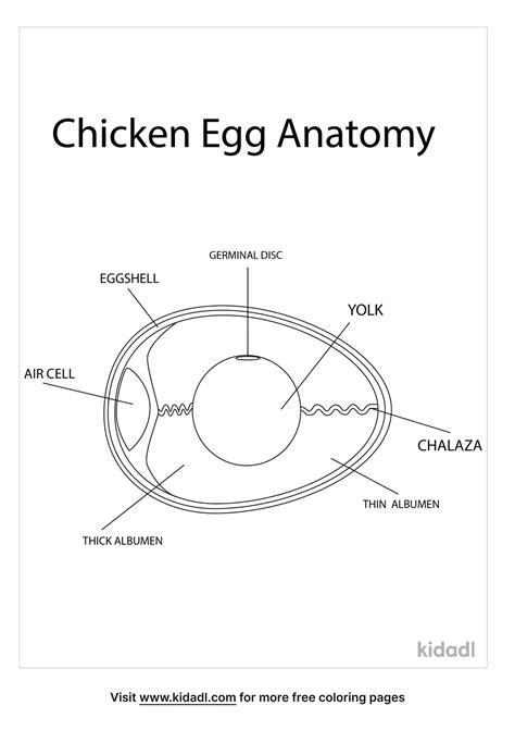 Free Chicken Egg Anatomy Coloring Page Coloring Page Printables Kidadl