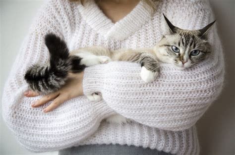 9 Effective Ways To Keep Your Cats Warm In Cold Weather Pawtracks Cats Knitting Girls Cute Cat