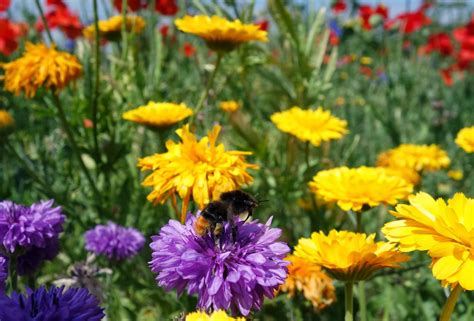 Urban Pollinators: How to create an annual flower meadow