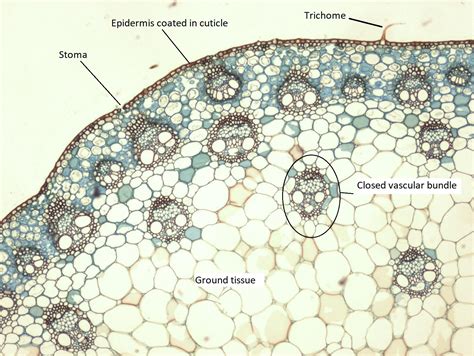 Stem Cross Section Labeled