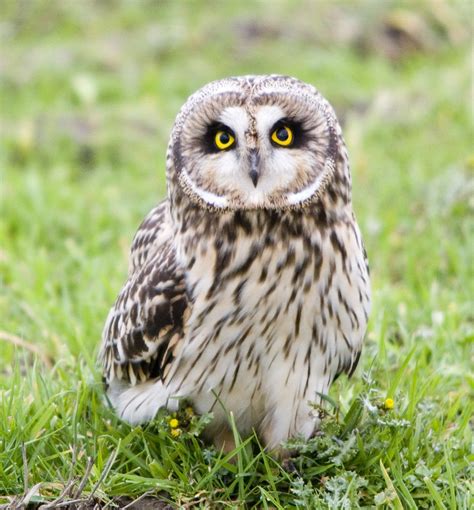 Short Eared Owl Please View Large And Check Out The Whole Flickr