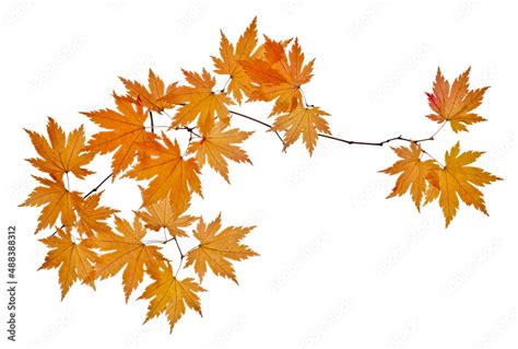Maple Tree Branch With Orange Leaves Isolated On White Stock Photo