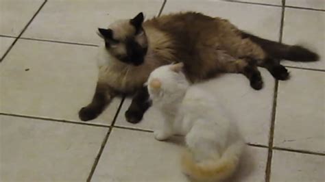 Maybe you would like to learn more about one of these? Seal Point Ragdoll Cat and Flame Point Ragdoll Kitten at ...