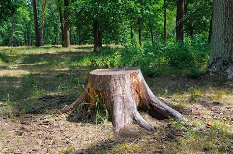 An Old Stump In The Summer Park Stock Photo By ©alinamd 91843812