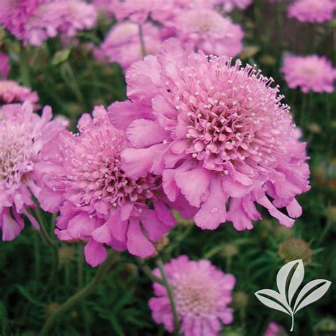 Scabiosa Columbaria Pink Mist Pink Mist Pincushion Flower Pp8957 From