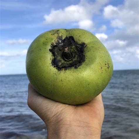 Black Sapote - Buy Black Sapote online from Miami Fruit
