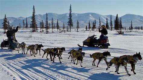 Life Of A Long Distance Sled Dog Musher Iditarod Alaska Iditarod And Dog