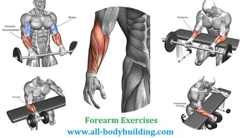 The Four Best Forearm Exercises All