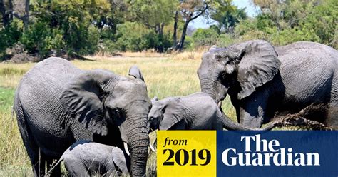 Botswana Condemned For Lifting Ban On Hunting Elephants Botswana The Guardian