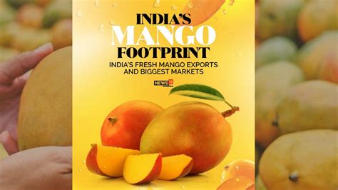 In Pics Mango Season Is Here All About The King Of Fruits And India