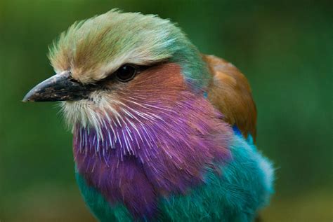 Rainbow Bird Photograph By Daniel Kocian
