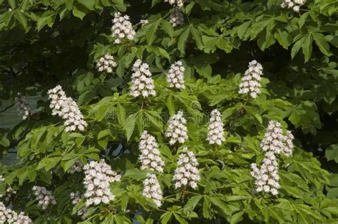 White Flowers Of A Horse Chestnut Tree Stock Photo Image Of Aesculus