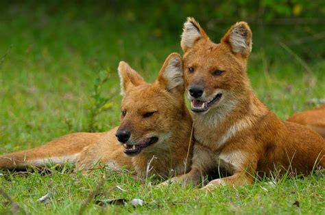 A Pair Of Dholes Resting After A Hunt Ethiopian Wolf Animals Beautiful