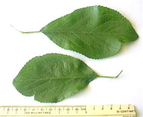 Victoria plum tree leaves turning brown around the edges also brown in the centre some have small holes in the leaf. Wild Plum