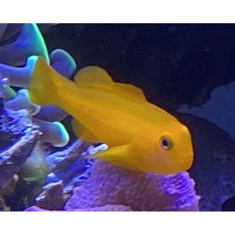 Salty Underground Yellow Clown Goby Gobiodon Atrangulatus