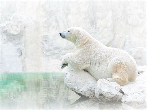 National Geographic Photo Of The Day Polar Bear Bear