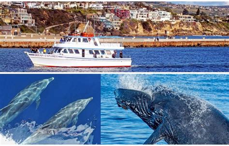 Dana Point Whale Watching Tours, Dana Point, CA - California Beaches