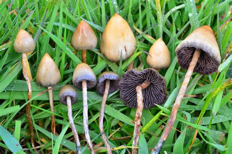 Everything You Need To Know About Liberty Caps Iconic Shroom
