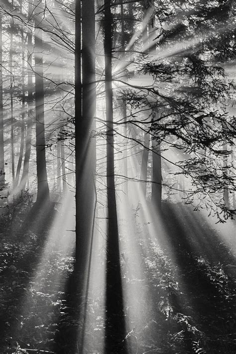 Black And White Photograph Of Sunbeams In The Woods
