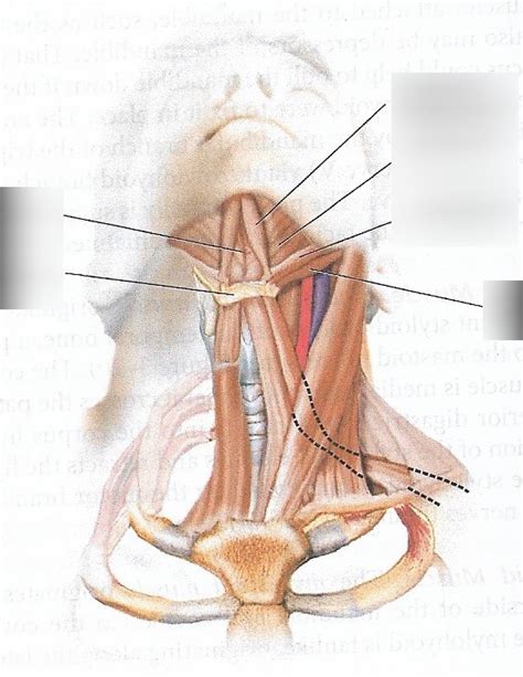 Figure Extrinsic Laryngeal Muscles Diagram Quizlet