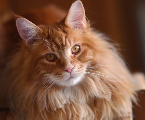 Maine coon cats were originally tabby, and tabby patterns are still among the most popular varieties, but there are also many other colors, ranging from solid black or cream to shaded coats such as red smoke maine coons are known to have masses of personality and for their playful temperament. Maine Coon Cat Orange Tabby - Baby Pink Kitten Heels
