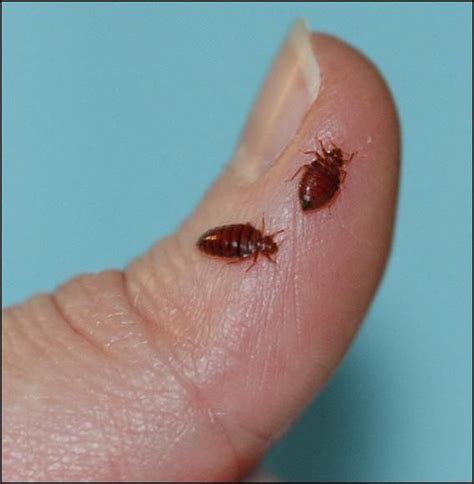 Cleveland Lands Near The Top Of List For Bed Bugs