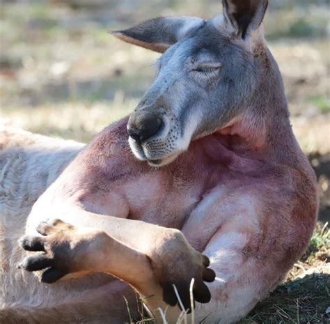 Buff Kangaroo Goes Viral After Showing Off His Giant Muscles At