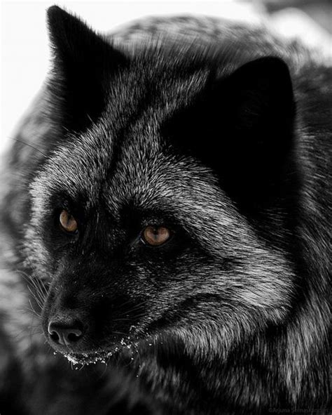 Silver Fox Animals Wild Canine 3 Pinterest