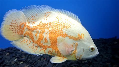 Albino Tiger Oscar In AQUAWORLD Fish Exhibiton Kanyakumari YouTube