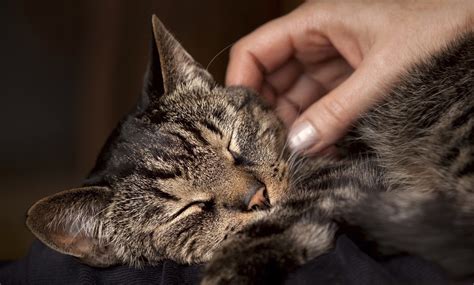 10 señales de que tu gato te ama estilo de vida hogar univision