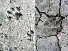 I love finding prints in the mud as i walk around our place. Difference Between Bobcat and Coyote Track Track | Mountain Lion Tracks In Mud The coyote track ...