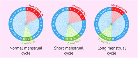 Ovulation And Menstruation At The Same Time Is This Possible