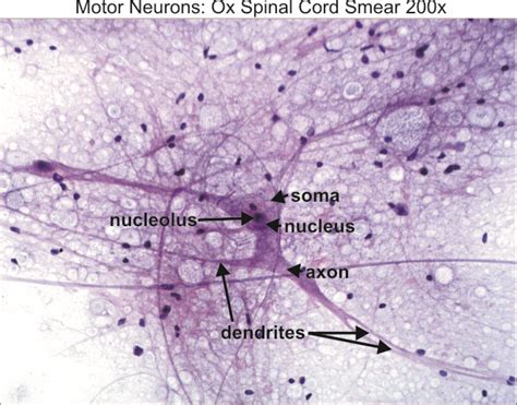 Motor Neuron Slide Labeled