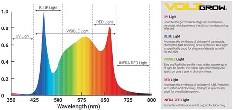 Understanding The Light Spectrum Of Led Grow Lights