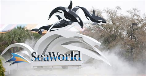 Kayla 30 Year Old Orca Dies At Seaworld Orlando