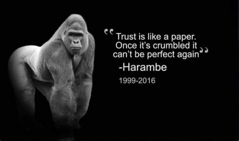 One Year Ago Today Harambe Was Taken From Us Celebrate His Life With 60 Memes Brobible