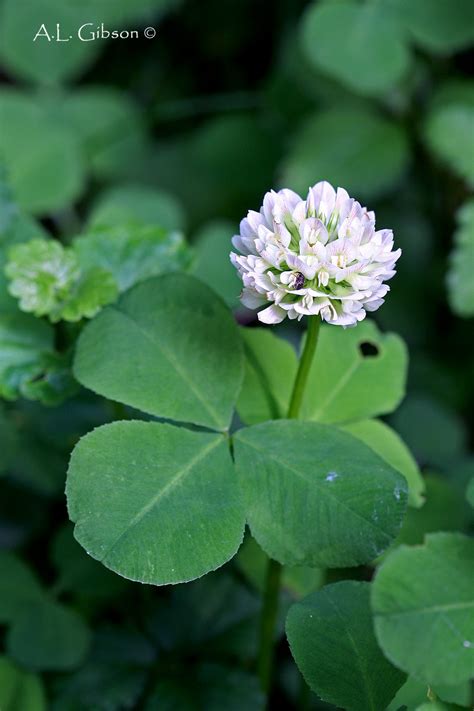 Clover or trefoil are common names for plants of the genus trifolium (latin, tres three + folium leaf), consisting of about 300 species of flowering plants in the legume or pea family fabaceae originating in europe. The Buckeye Botanist: Running Buffalo Clover, Orchids and ...