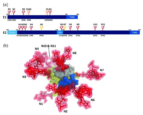 N Glycosylation Of Hcv Glycoproteins A Schematic Representation Of
