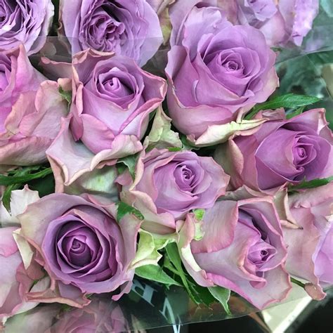 Rosa Lavender Rose Varieties Flowers Fresh Flowers