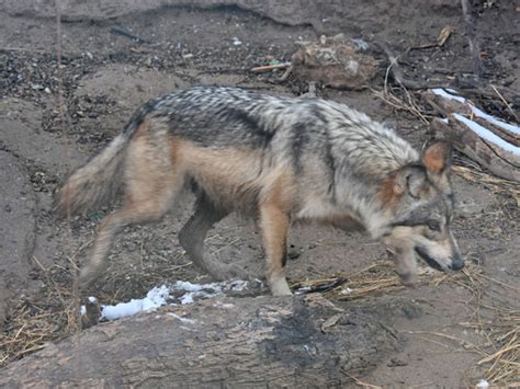 Canis Lupus Baileyi Mexican Wolf In Arizona Sonora Desert Museum