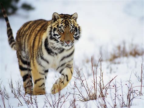 46 Snow Tiger Wallpaper Wallpapersafari